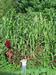 17 ft. unknown self-sown amaranth