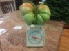 wixom grower ( The Polish Hammer)