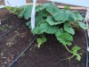 Garden Rebel (Team Rebel Rousers)