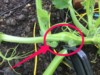 SaladDoug_UK