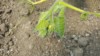 Big City Grower (Team coming out of retirement )