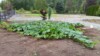 Monster Grower