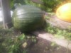wixom grower ( The Polish Hammer)