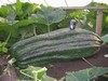 Dorset Farmers - MarkB