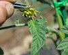Garden Rebel (Team Rebel Rousers)
