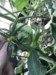 Weird Wint (Tomatoes)