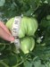 SaladDoug_UK