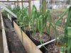 giantveg